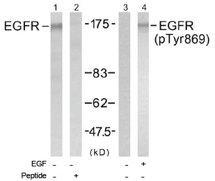 Western blot analysis of extract from A431 cells untreated or treated with EGF (200ng/ml, 5min), using EGFR (pTyr869) antibody (Lane 3 and 4).