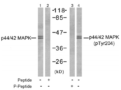 Figure 2. Western blot analysis of extracts from NIH-3T3 cells, using p44/42 MAP Kinase antibody (Line 1 and 2) and p44/42 MAP Kinase (pTyr204) antibody (AP02499PU, Line 3 and 4).