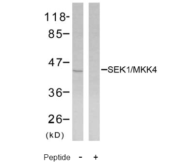 Figure 2. Western blot analysis of extracts from NIH/3T3 cells using SEK1/MKK4 antibody AP02661PU.