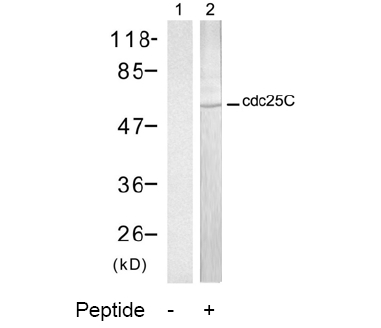 Western blot analysis of extracts from HeLa/Jurkat cells, using SFRS3 Antibody. The lane on the right is treated with the synthesized peptide.