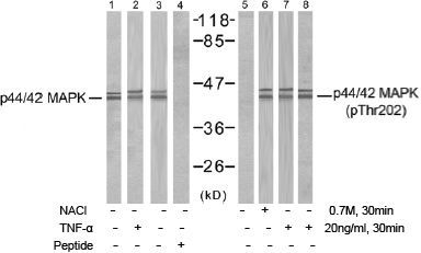 Western blot analysis of extracts from MCF7, 293, A431, A2780 and Hela cells, using p44/42 MAP Kinase antibody (Line 1 2 3 4 ) and p44/42 MAP Kinase (pThr202) antibody (Line 7 8 9 10 ).