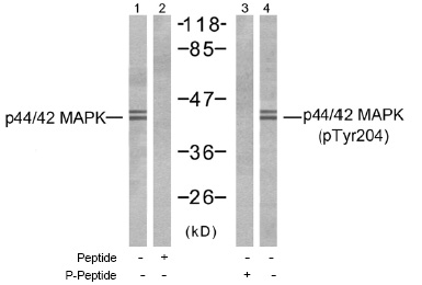 Western blot analysis of extracts from NIH-3T3 cells, using p44/42 MAP Kinase antibody (Line 1 and 2) and p44/42 MAP Kinase (pTyr204) antibody (Line 3).