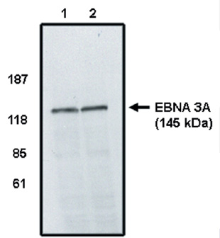 Western blot analysis of extracts from HeLa cells, using DUSP9 Antibody. The lane on the right is treated with the synthesized peptide.