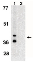 PSMB4 Antibody staining of HEK293 lysate at 0.3ug/ml (35ug protein in RIPA buffer). Primary incubation was 1 hour. Detected by chemiluminescence.