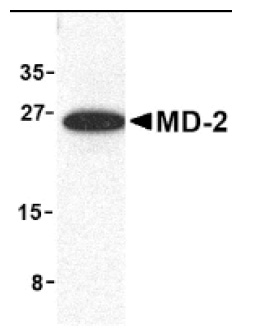 (0.1ug/ml) staining of K562 lysate (35ug protein in RIPA buffer). Primary incubation was 1 hour. Detected by chemiluminescence.
