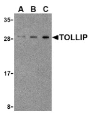 Western blot of mouse brain lysate showing specific immunolabeling of the ~240k alpha II spectrin protein.