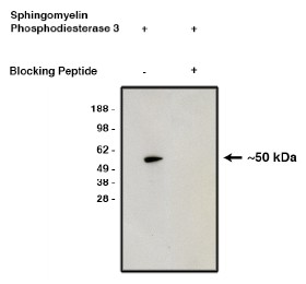 Western blot using affinity purified nSMase2 antibody on human brain lysate. Antibody without (lane 1) or with (lane 2) blocking peptide. Visualized using mouse anti-rabbit HRP conjugated at 1:200K dilution.