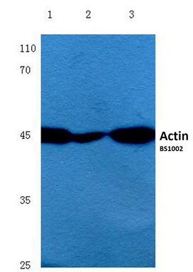 Western blot (WB) analysis of Actin antibody (Cat.-No.: AP06000PU-N) at 1/500 dilution <span style=text-decoration: underline;>Lane 1</span>:Hela cell lysate <span style=text-decoration: underline;>Lane 2</span>:Raw264.7 cell