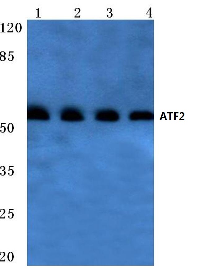 Western blot (WB) analysis of ATF2 antibody at 1/500 dilution Lane 1:Hela cell lysate Lane 2:NIH-3T3 cell lysate Lane 3:PC12 cell lysate Lane 4:Rat brain tissue lysate