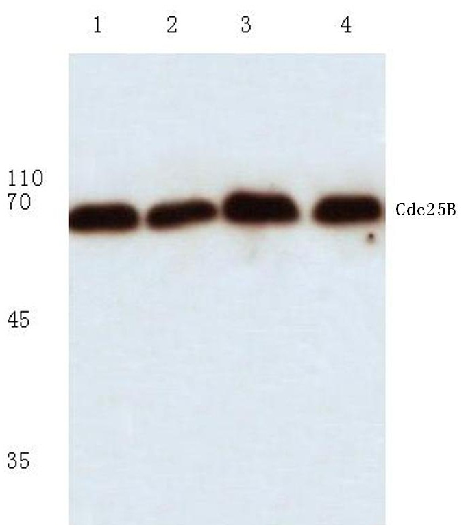 Western blot analysis of ACP1 Antibody (N-term) in Hela cell line lysates (35ug/lane). ACP1 (arrow) was detected using the purified Pab.