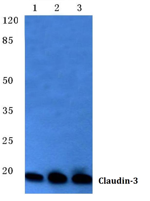 Western blot (WB) analysis of Claudin-3 antibody at 1/500 dilution Lane 1:DLD cell lysate Lane 2:Mouse liver tissue lysate Lane 3:Rat liver tissue lysate