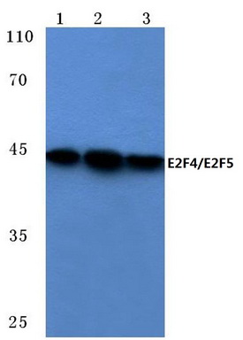 Western blot (WB) analysis of E2F4/E2F5 antibody (Cat.-No.: AP06094PU-N) at 1/500 dilution<span style=text-decoration: underline;>Lane 1</span>: Hela cell lysate<span style=text-decoration: underline;>Lane 2</span>: HEK293T ce