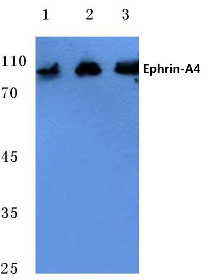 Western blot (WB) analysis of Ephrin-A4 antibody at 1/500 dilution Lane 1:Jurkat cell lysate Lane 2:Mouse heart tissue lysate Lane 3:Rat heart tissue lysate