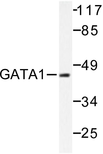 Western blot (WB) analysis of GATA1 antibody in extracts from Hela cell.