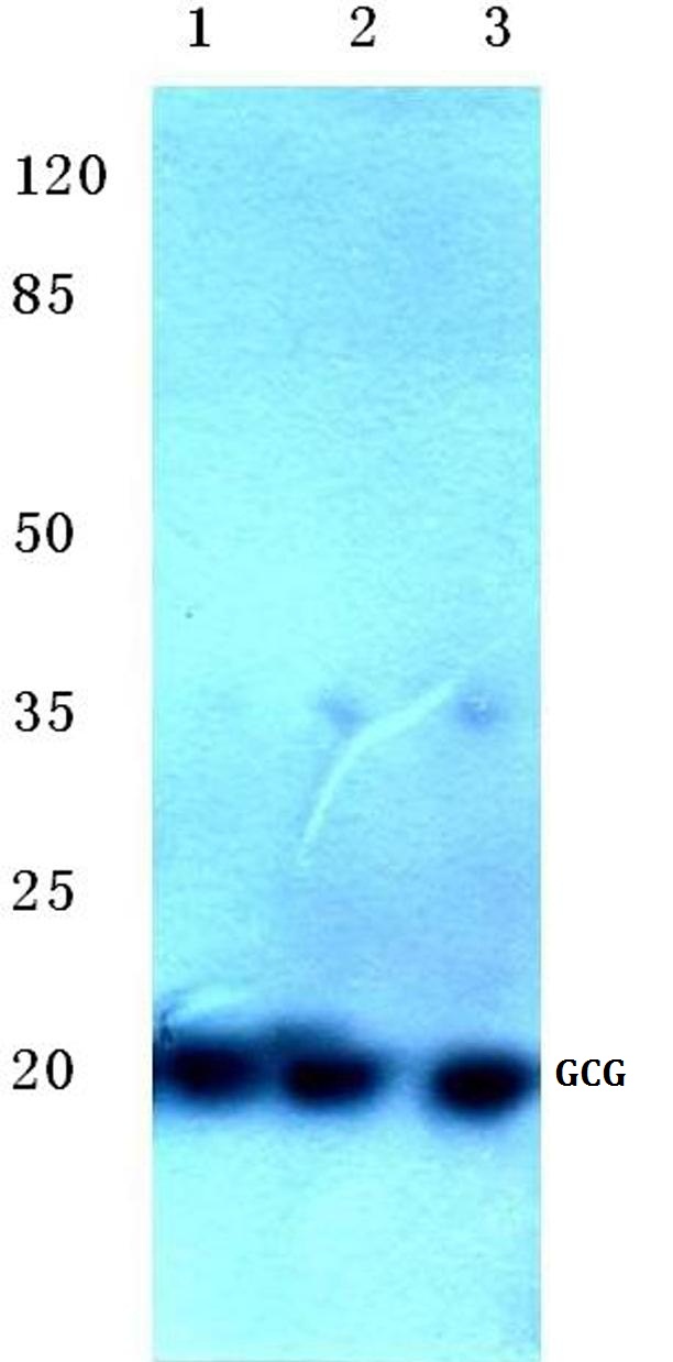 Western blot (WB) analysis of GCG antibody at 1/500 dilution Lane 1:LO2 cell lysate Lane 2:Mouse kidney tissue lysate Lane 3:H9C2 cell lysate