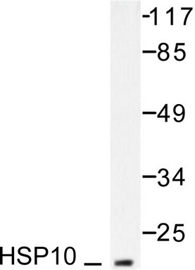 Western blot (WB) analysis of HSP10 antibody (Cat.-No.: AP06170PU-N) in extracts from NIH/3T3 cells.
