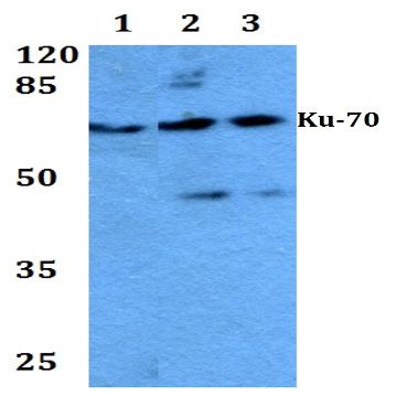 Western blot (WB) analysis of Ku70 antibody at 1/500 dilution: Lane 1: HEK293T whole cell lysate. Lane 2: sp2/0 whole cell lysate. Lane 3: PC12 whole cell lysate.