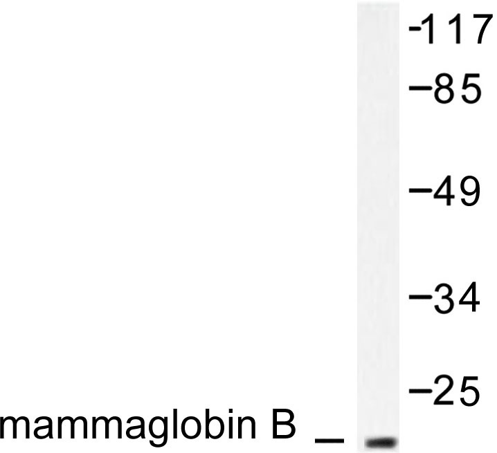 Western blot analysis of Mammaglobin B Antibody in extracts from HepG2 cells