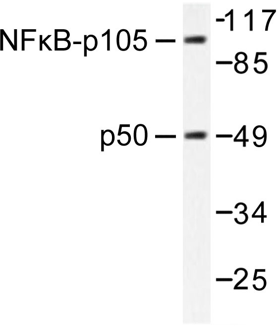 Western blot (WB) analysis of NF?B-p105/p50 antibody in extracts from MDA-MB-435 cells