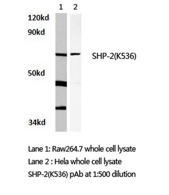 Western blot (WB) analysis of SHP-2 antibody (Cat.-No.: AP06314PU-N) in extracts from hela and raw264.7 cells.