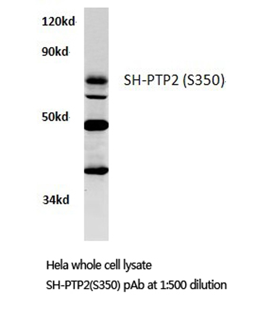 Western blot (WB) analysis of SH-PTP2 antibody in extracts from hela cells.