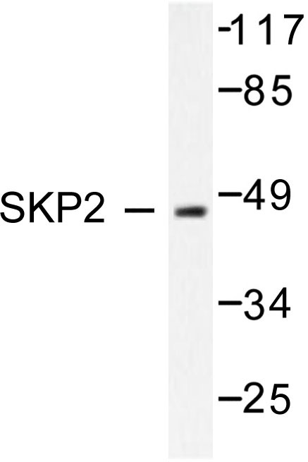 Western blot (WB) analysis of SKP2/p45 antibody in extracts from 293 cells.