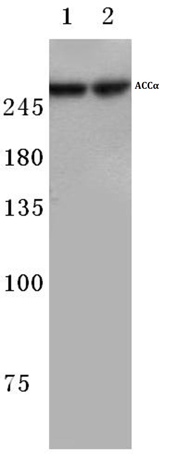 Western blot (WB) analysis of ACCa antibody at 1/500 dilution Lane 1:Hela whole cell lysate Lane 2:NIH-3T3 whole cell lysate