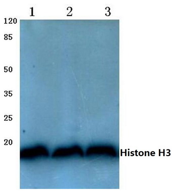 Western blot (WB) analysis of Histone H3 antibody (Cat.-No.: AP06394PU-N) at 1/500 dilution <span style=text-decoration: underline;>Lane 1</span>:Hela whole cell lysate <span style=text-decoration: underline;>Lane 2</span>:Mou