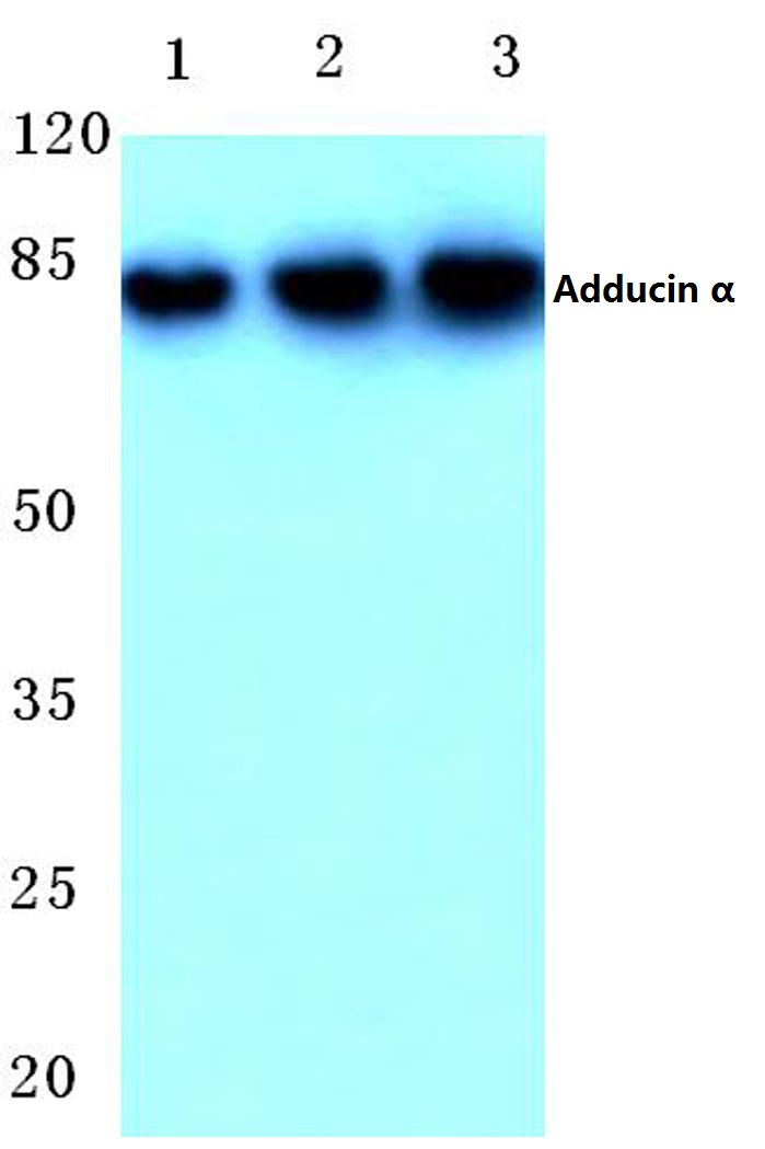 Western blot (WB) analysis of Adducin a antibody at 1/500 dilution Lane 1:HEK293T whole cell lysate treated with PMA Lane 2:Raw264.7 whole cell lysate treated with PMA Lane 3:Rat brain tissue lysate