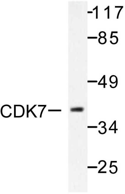 Western blot (WB) analysis of CDK7 antibody in extracts from 293 cells.