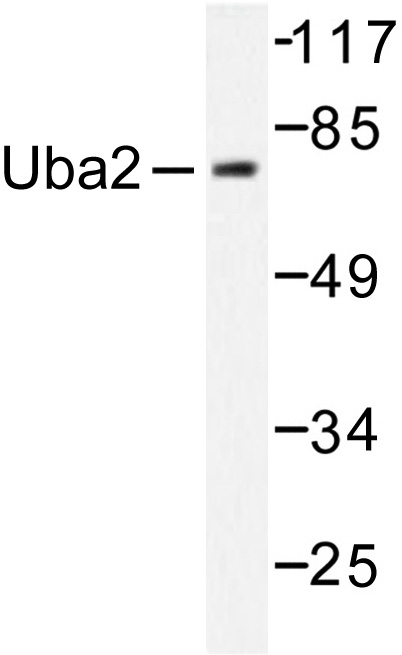 Western blot (WB) analysis of Uba2 antibody (Cat.-No.: AP06472PU-N) in extracts from 293 cells treated with UV 5.