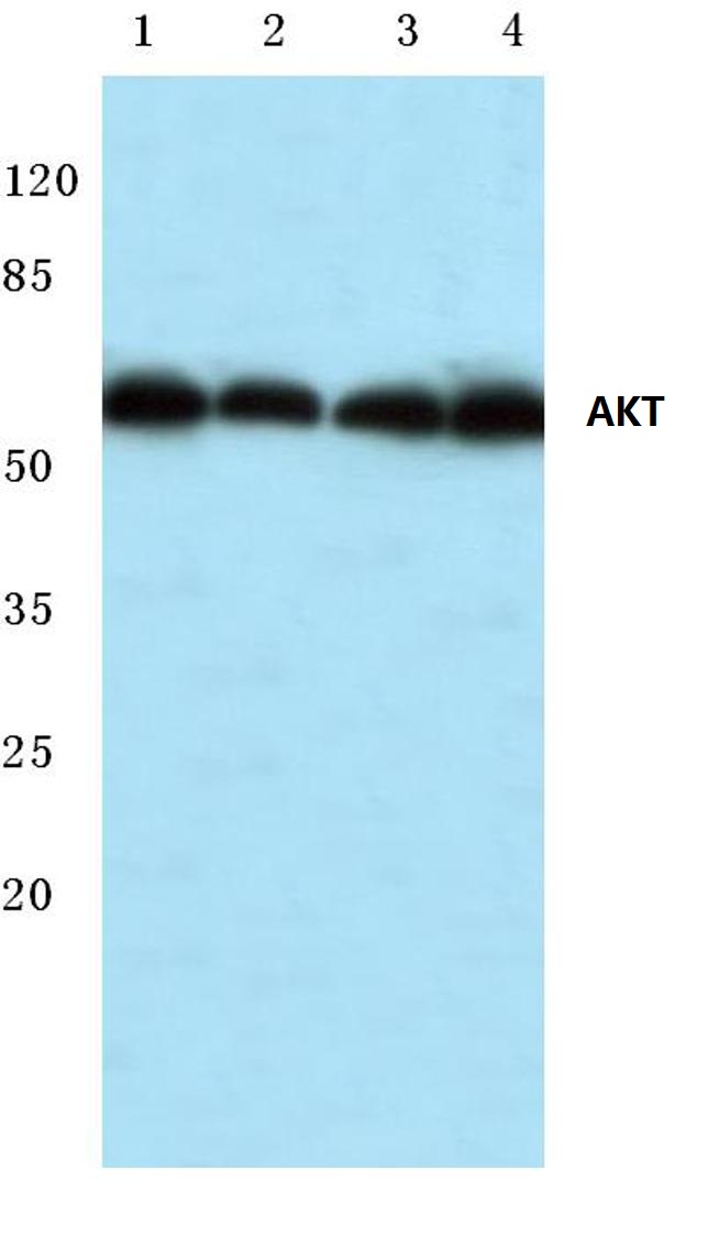 Western blot (WB) analysis of Akt antibody at 1/500 dilution Lane 1:MCF-7 whole cell lysate Lane 2:A549 whole cell lysate Lane 3:Mouse muscle tissue lysate Lane 4:Rat muscle tissue lysate