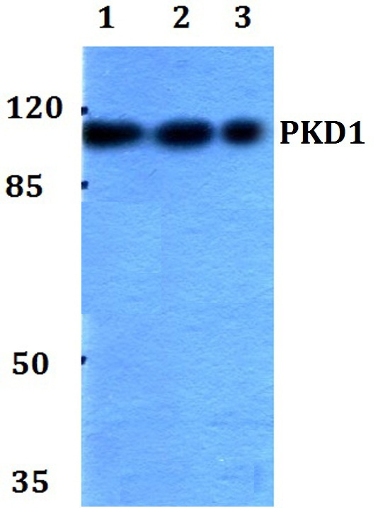 Western blot (WB) analysis of PKD1 antibody at 1/500 dilution Lane 1: HEK293T whole cell lysate Lane 2: Raw264.7 whole cell lysate Lane 3: H9C2 whole cell lysate
