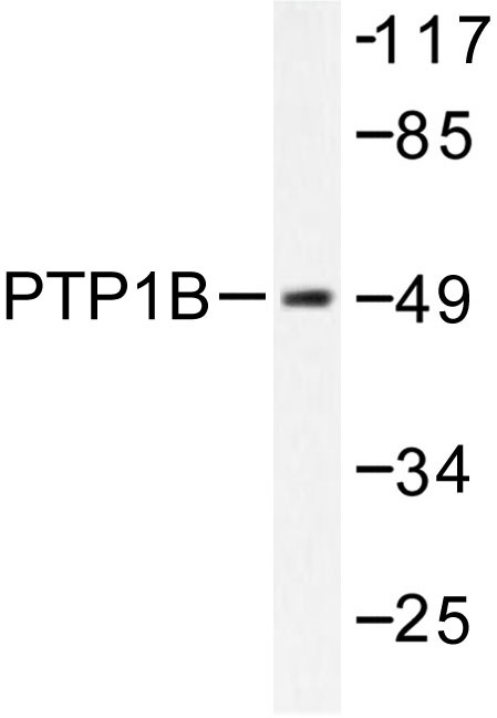 Western blot (WB) analysis of PTP1B antibody in extracts from COS7 cells treated with UV 30.
