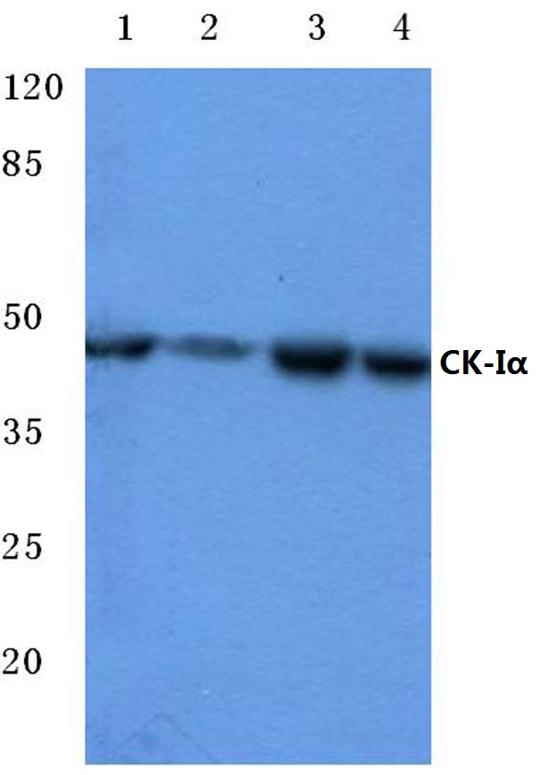 Western blot (WB) analysis of Casein Kinase Ia antibody at 1/500 dilution Lane 1:HEK293T whole cell lysate Lane 2:Jurkat whole cell lysate Lane 3:NIH-3T3 whole cell lysate Lane 4:H9C2 whole cell lysate