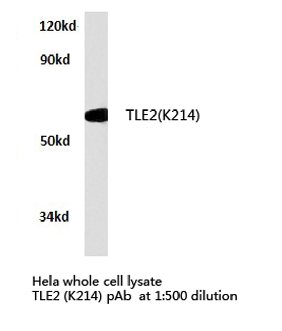 Western blot (WB) analysis of TLE2 antibody in extracts from hela cells.