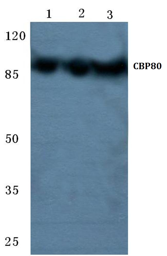 Western blot analysis of DEF Antibody (N-term) in CHO cell line lysates (35ug/lane). This demonstrates the DEF antibody detected the DEF protein (arrow).