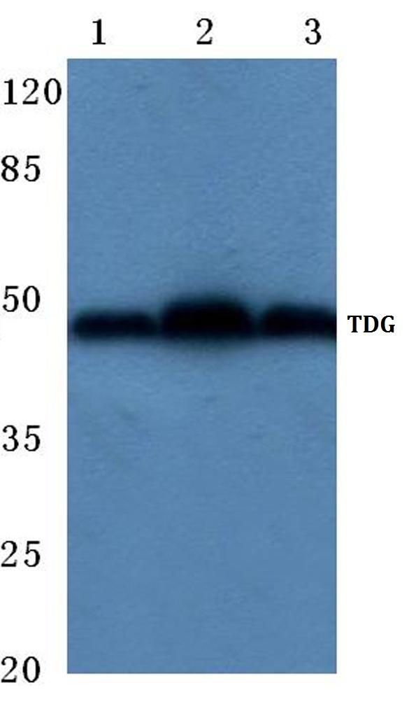 Western blot (WB) analysis of TDG antibody at 1/500 dilution Lane 1:Hela whole cell lysate Lane 2:Mouse lung tissue lysate