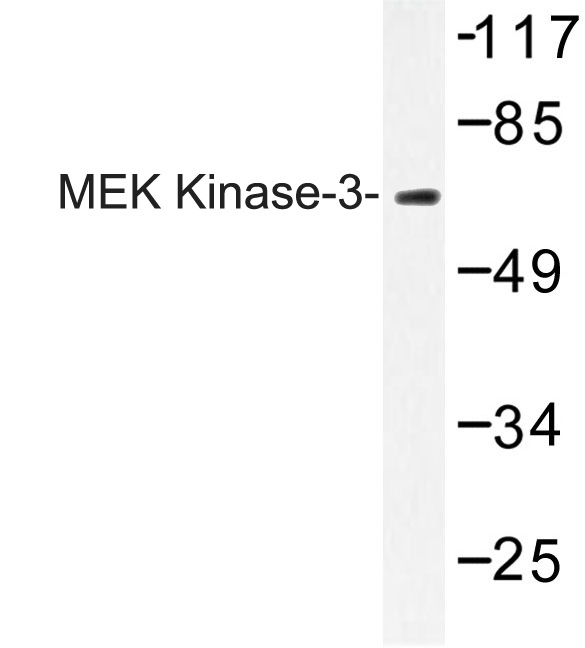 Western blot (WB) analysis of MEK Kinase-3 antibody in extracts from HepG2 cells.