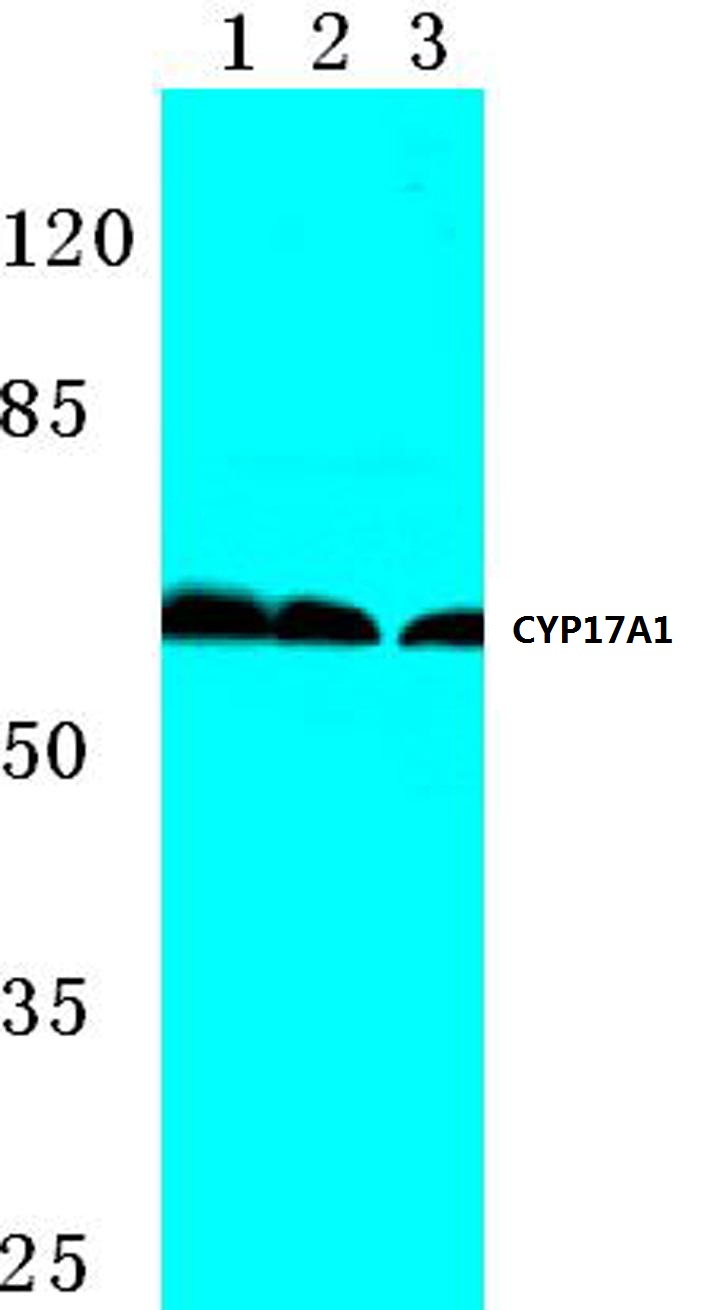 Western blot (WB) analysis of CYP17A1 antibody at 1/500 dilution Lane 1:Hela whole cell lysate Lane 2:NIH-3T3 whole cell lysate Lane 3:H9C2 whole cell lysate