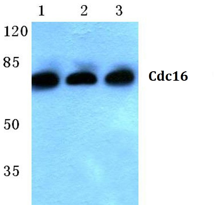 Western blot (WB) analysis of Cdc16 antibody at 1/500 dilution Lane 1:HEK293T whole cell lysate Lane 2:sp2/0 whole cell lysate Lane 3:PC12 whole cell lysate