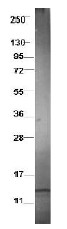 Western blot using Protein-A Purified Anti-swine CCL3L1 antibody shows detection of recombinant swine CCL3L1 at 7.8kDa (arrow) raised in yeast. Protein was purified and resolved by SDS-PAGE, transferred to PVDF membrane. Membrane was blocked with 3% BSA (BSA-30, diluted 1:10), and probed with Anti-swine CCL3L1. After washing, membrane was probed with Dylight (TM)649 Conjugated Anti-Rabbit IgG (H&L) (Donkey) Antibody.