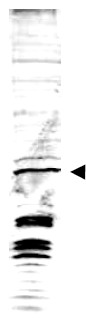 Western blot analysis is shown using Affinity Purified anti-Swi6 antibody to detect endogenous protein present in S.pombe lysate (arrowhead). Comparison to a molecular weight marker (not shown) indicates a band of ~43 kDa corresponding to S.pombe Swi6 protein. ~35ug of lysate was loaded per lane onto a 4-20% gradient gel for SDS-PAGE followed by transfer to 0.45 microm nitrocellulose. The blot was incubated with a 1:1, 700 dilution of the antibody at room temperature for 2 h followed by detection using IRDye (TM)800 labeled Goat-a-Rabbit IgG [H&L] diluted 1:5,000 for 45 min. IRDye (TM)800 fluorescence image was captured using the Odyssey (R) Infrared Imaging System developed by LI-COR. IRDye is a trademark of LI-COR, Inc. Other detection systems will yield similar results.