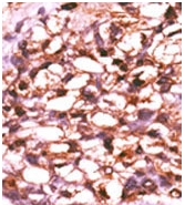 Western blot analysis in mouse stomach tissue lysates (35ug/lane) using SERAC1 antibody. (C-term). This demonstrates the SERAC1 antibody detected the SERAC1 protein (arrow).