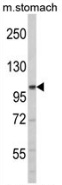 Western blot analysis of ERN2 (arrow) in mouse stomach tissue lysates (35ug/lane) using ERN2 / IRE2 antibody. (N-term).