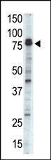Western blot analysis of DCAMKL1 Antibody (N-term) in mouse brain tissue lysate. DCAMKL1 (arrow) was detected using purified Pab. Secondary HRP-anti-rabbit was used for signal visualization with chemiluminescence.