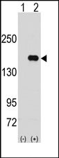 Western blot analysis of PUM1 (arrow) using rabbit polyclonal PUM1 Antibody (N-term). 293 cell lysates (2 ug/lane) either nontransfected (Lane 1) or transiently transfected with the PUM1 gene (Lane 2)