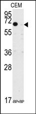 Western Blot analysis of endogenous D-mib protein in S2 cells using AP54909SU-N (Predicted Size: 130 kDa).
