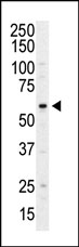 Recombinant Maf-GST protein