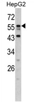Western blot analysis of DONSON antibody (N-term) in HepG2 cell line lysates (35 ug/lane). DONSON (arrow) was detected using the purified Pab.